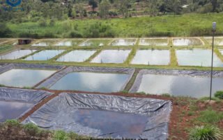 HDPE 40 Mil Pond Liner for Aquaculture Project in Sri Lanka