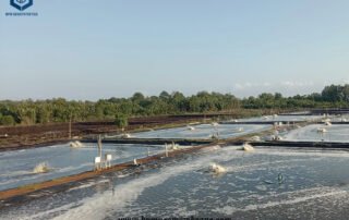 Geomembrana LDPE Liner for Aquaculture Farm Projects in Malaysia