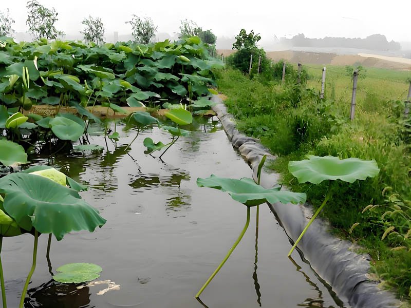 PE Pond Liner