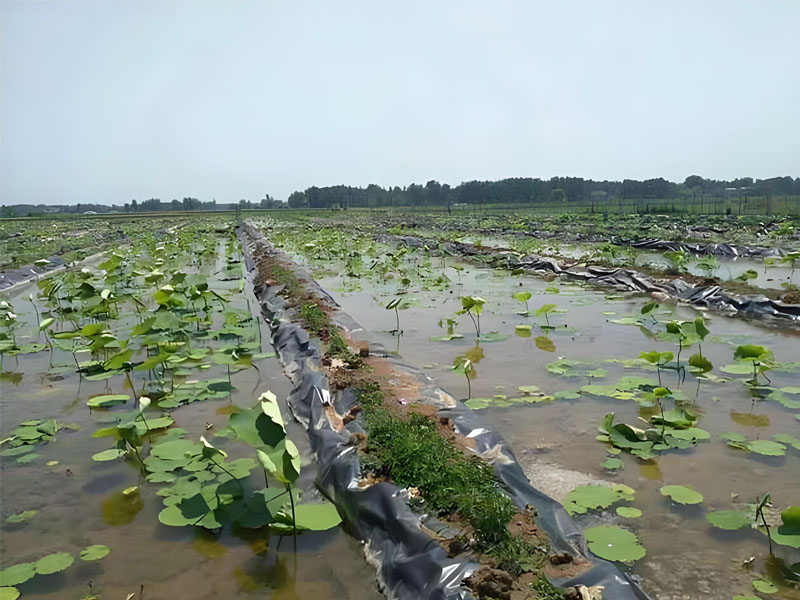 High Density Polyethylene Geomembrane for Agriculture Pond